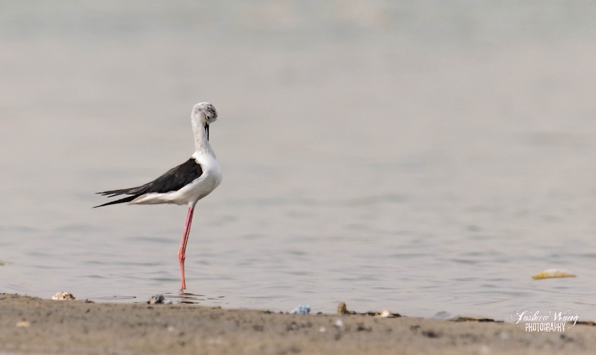 Black-winged Stilt - ML466236931