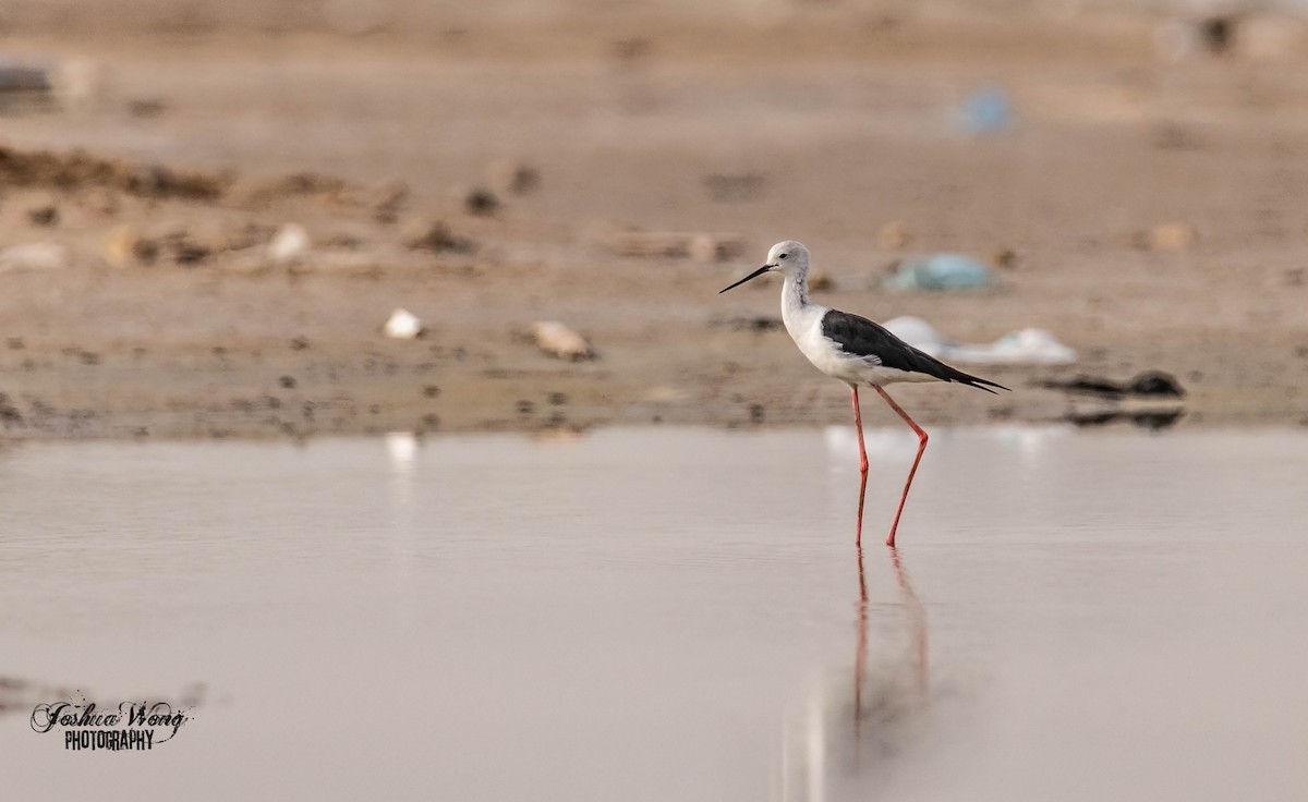 Black-winged Stilt - ML466236941