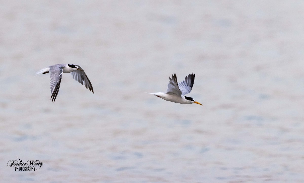 Little Tern - ML466236981