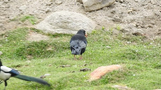 Red-billed Chough - ML466237311