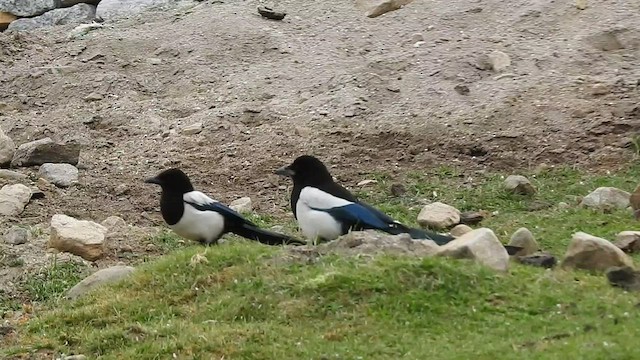 Eurasian Magpie - ML466237531