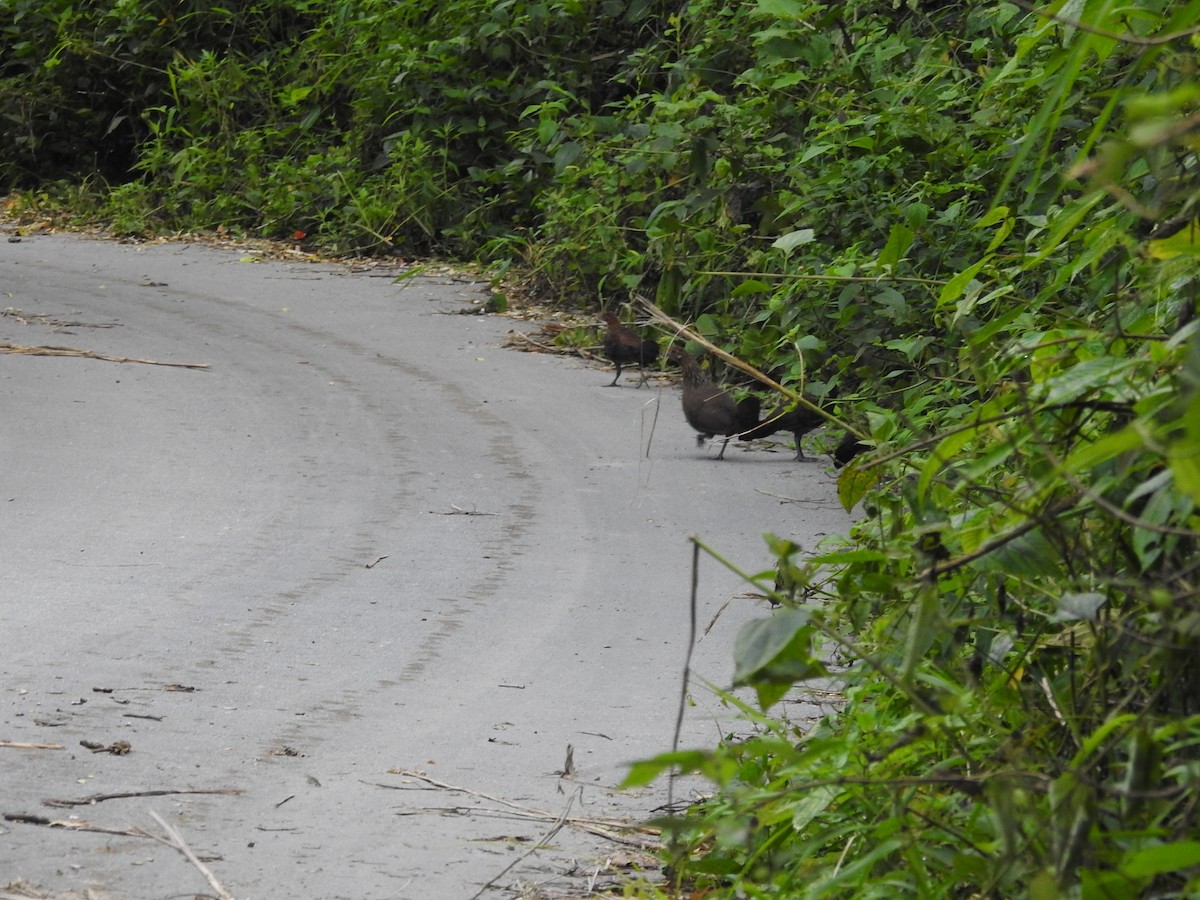 Red Junglefowl - ML466237831