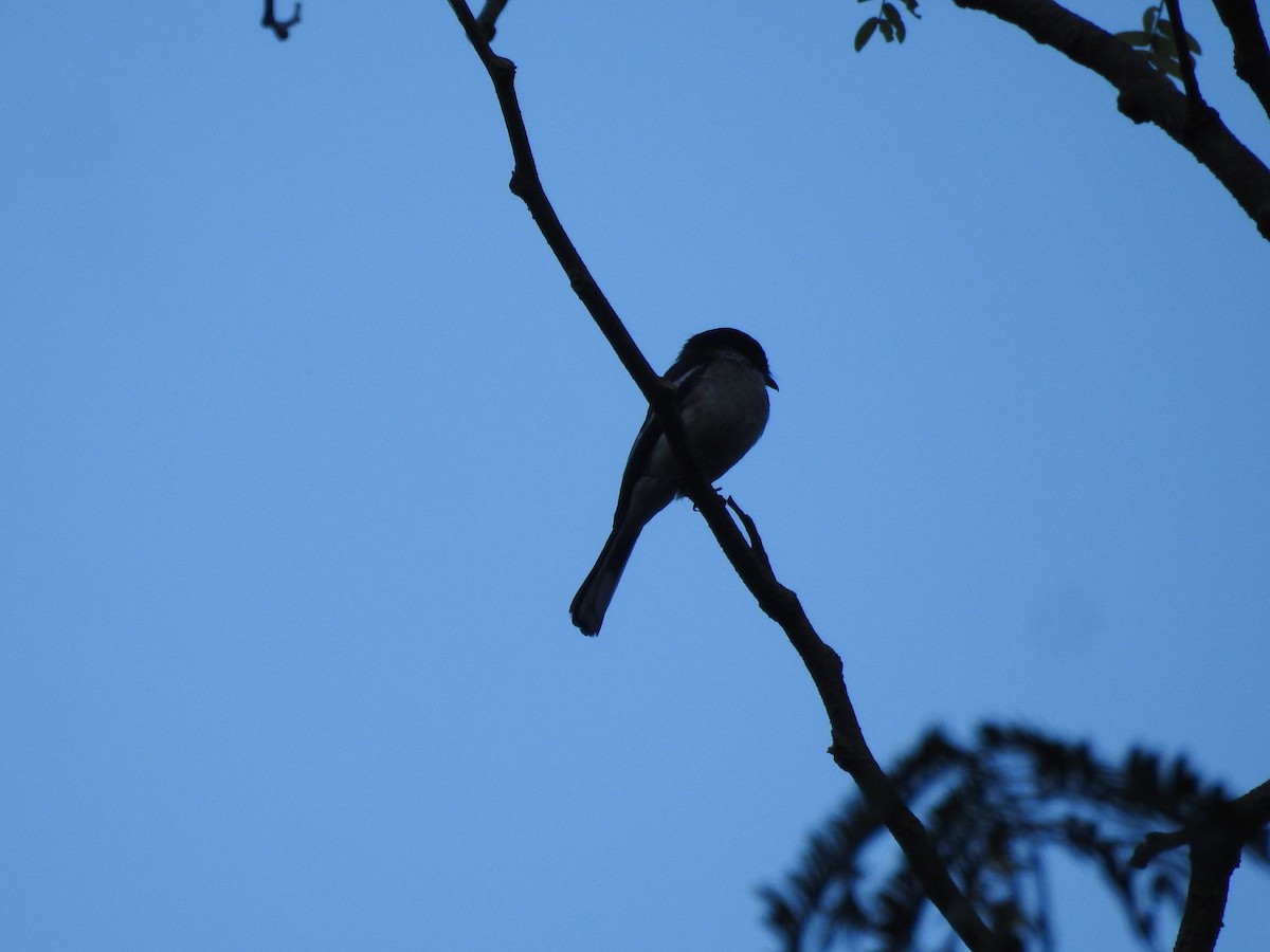 Bar-winged Flycatcher-shrike - ML466238571