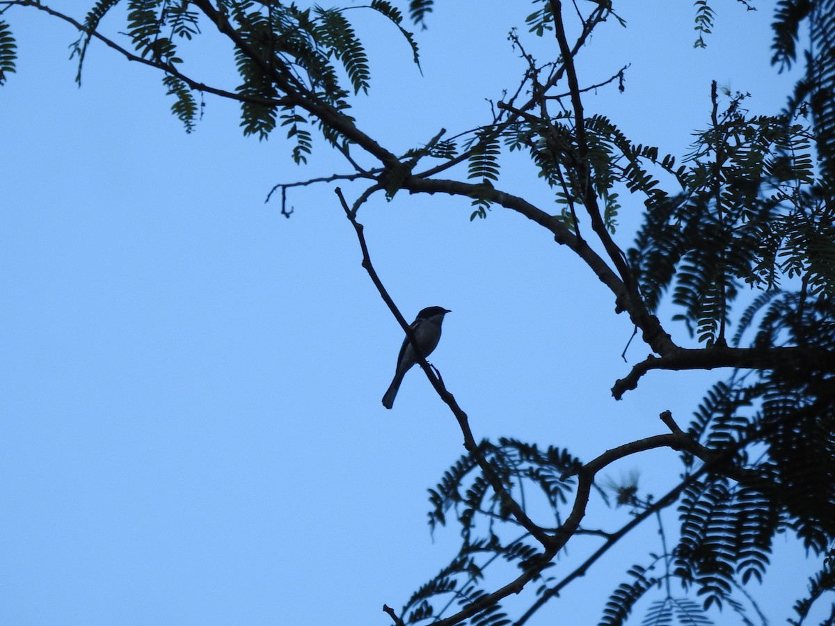 Bar-winged Flycatcher-shrike - ML466238591