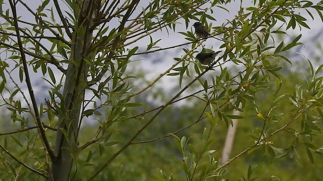 Lesser Whitethroat (Hume's) - ML466240271