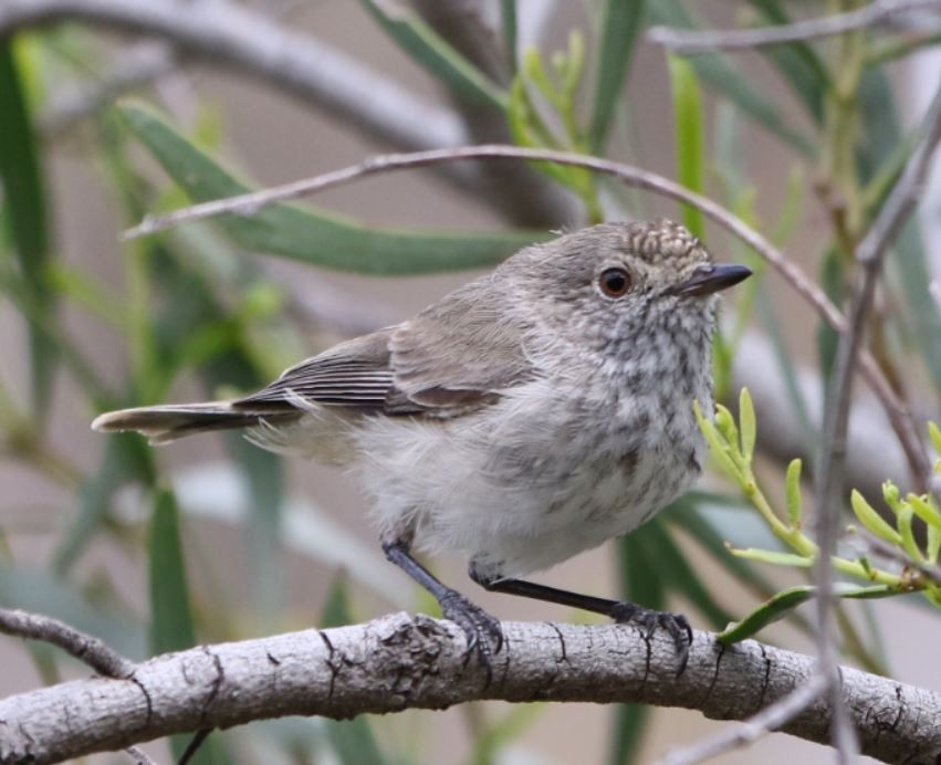 Inland Thornbill - ML466241071