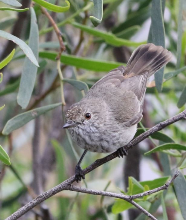 Inland Thornbill - ML466241081