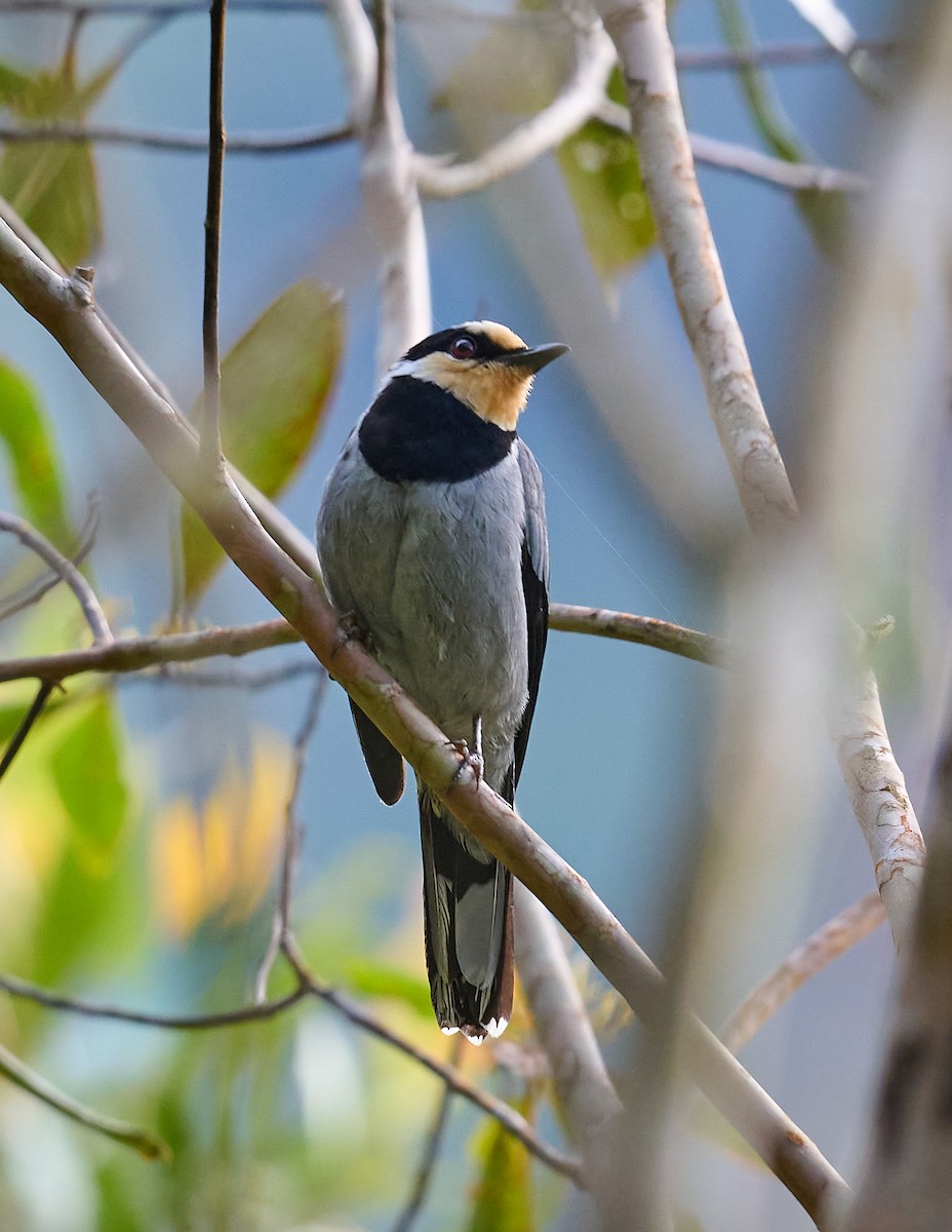 Fruit-hunter - ML466241401