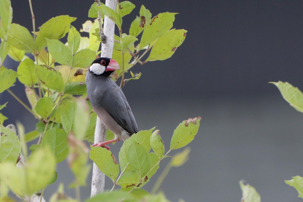 Java Sparrow - ML466241781