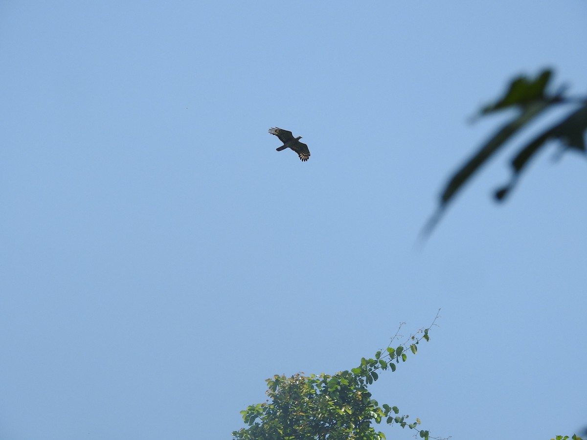 Oriental Honey-buzzard - Sourav Halder