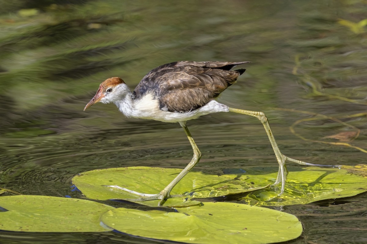 Comb-crested Jacana - ML466242711