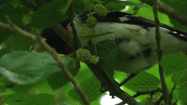 Rose-breasted Grosbeak - ML466244