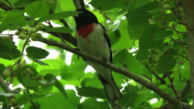 Rosenbrust-Kernknacker - ML466245