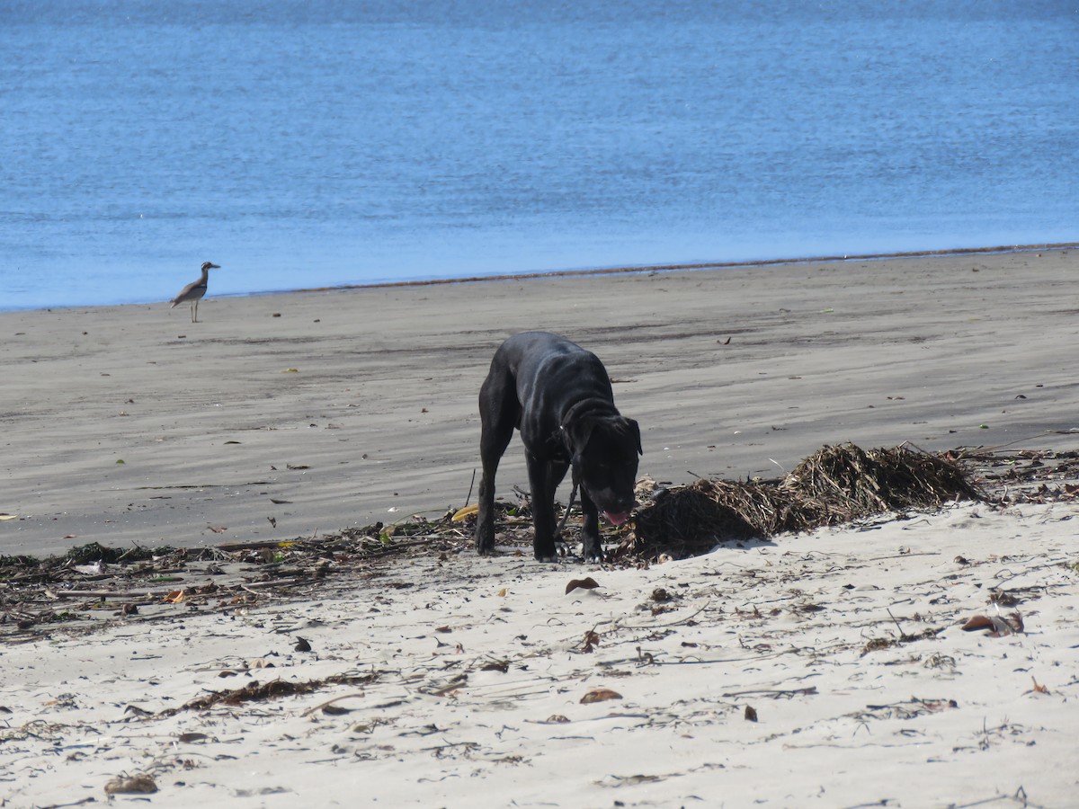 Beach Thick-knee - ML466245111