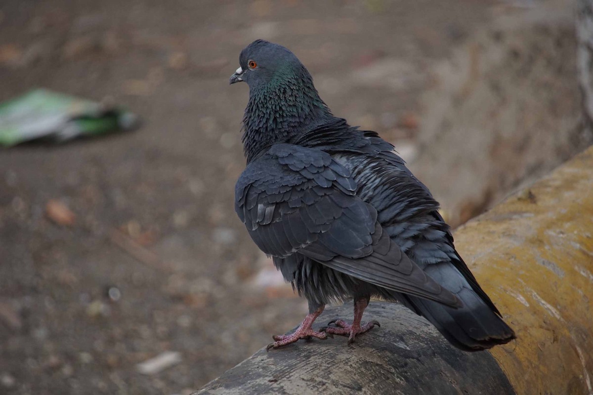 Rock Pigeon (Feral Pigeon) - ML46624531