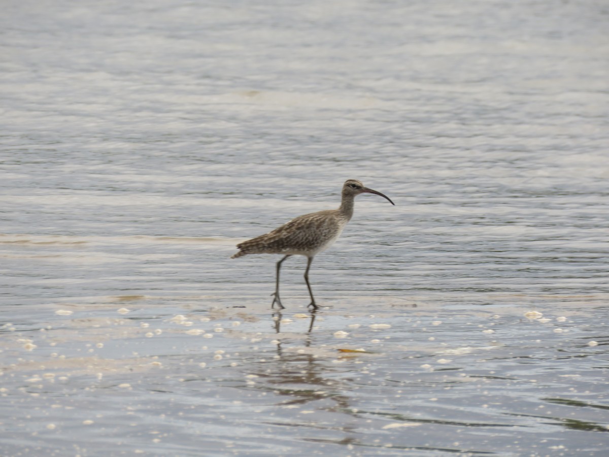 Regenbrachvogel - ML466246031