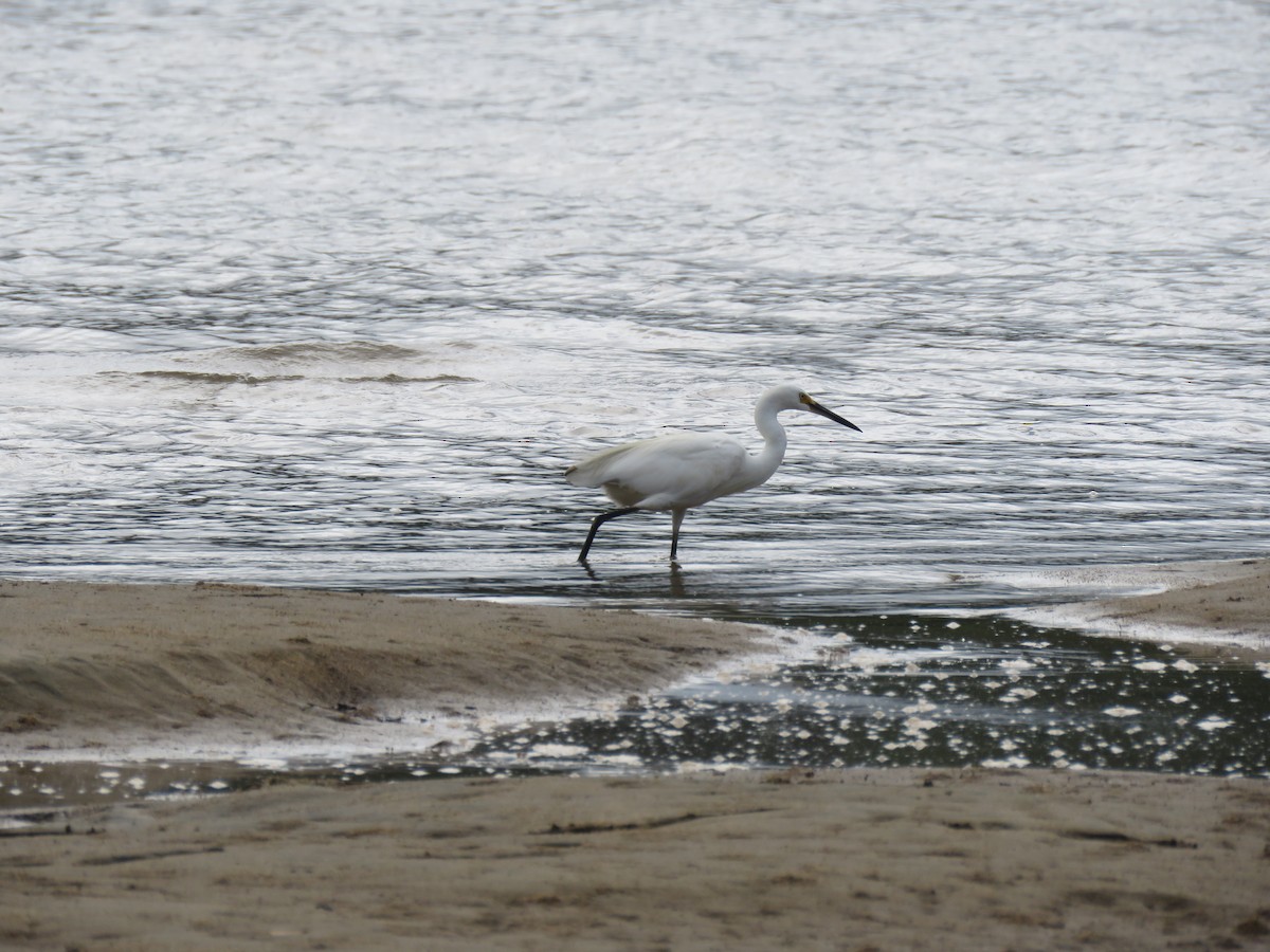 Little Egret - Ceri Pearce