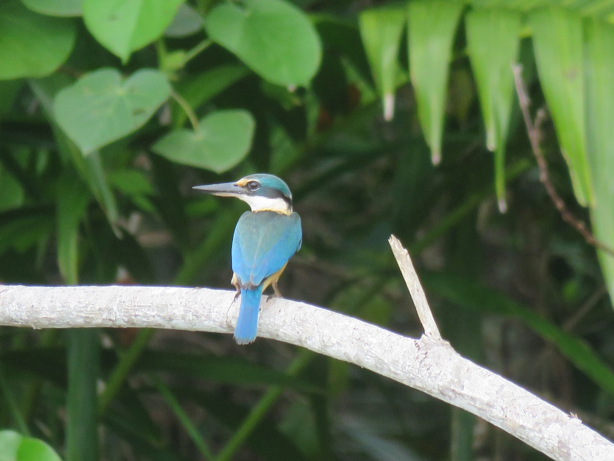 Sacred Kingfisher - ML466246641