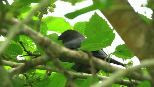 Katzenspottdrossel - ML466247