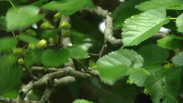 Orchard Oriole - ML466250