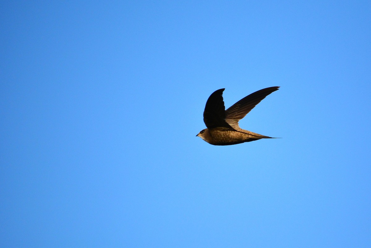 Pallid Swift - Paulo Narciso