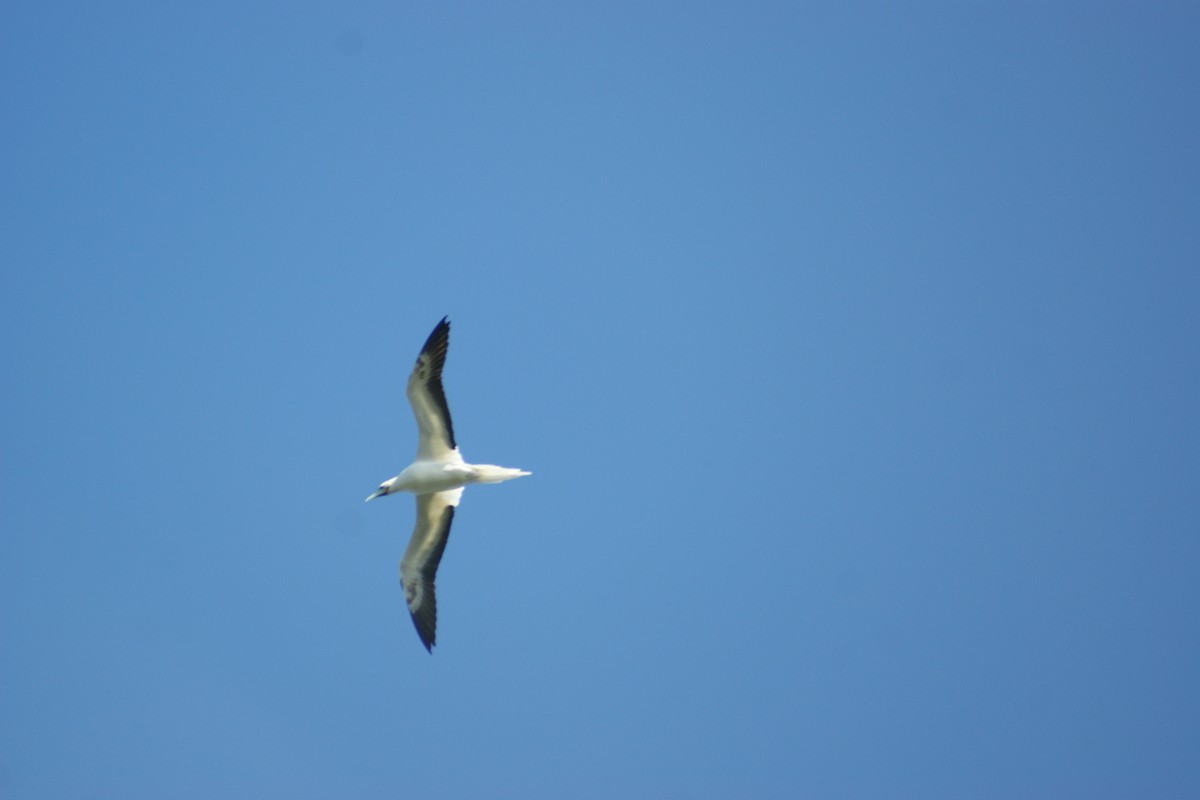 Red-footed Booby - ML46625051
