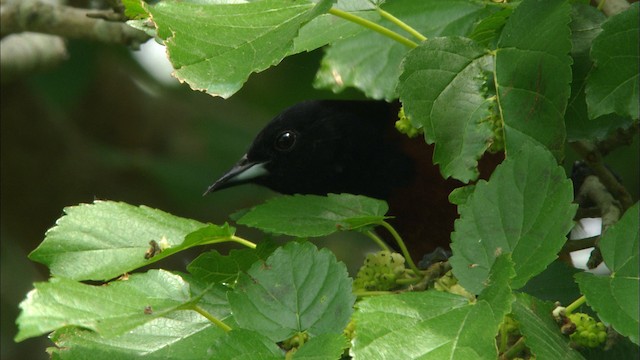 Orchard Oriole - ML466251