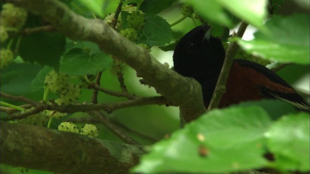 Orchard Oriole - ML466252