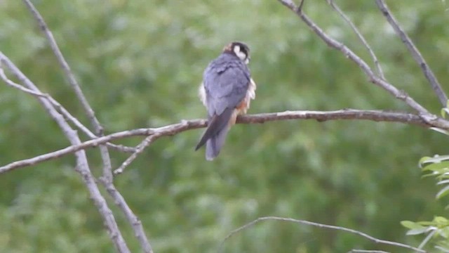 Eurasian Hobby - ML466252121