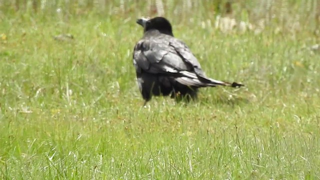 Carrion Crow - ML466252181