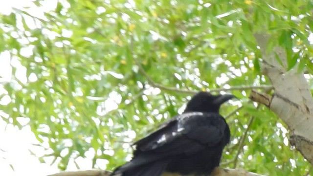 Хар хэрээ - ML466252491