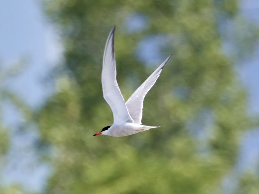 Common Tern - ML466253211