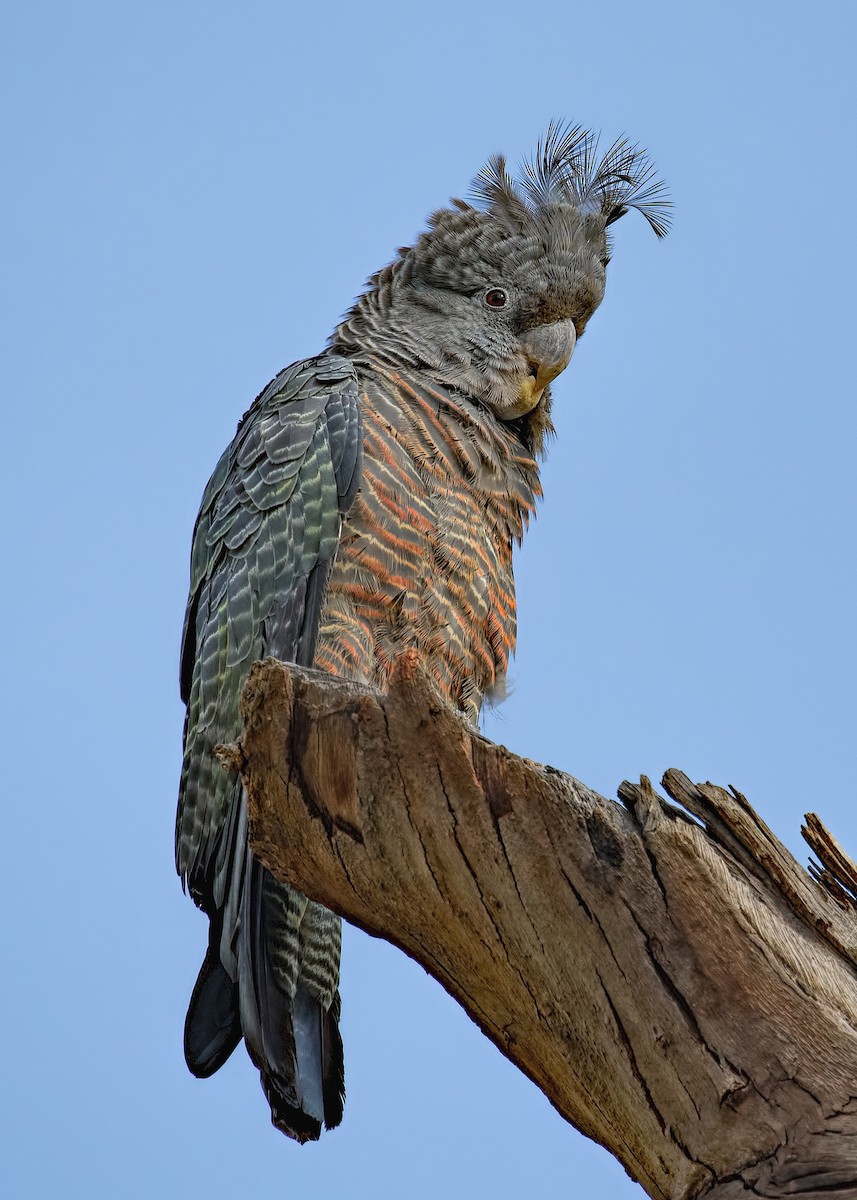 Gang-gang Cockatoo - ML466253501