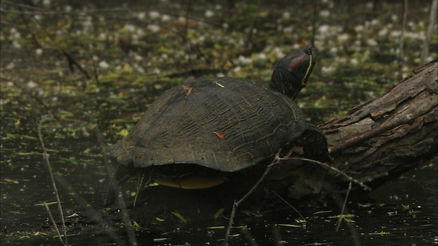 Nordamerikanische Buchstaben-Schmuckschildkröte - ML466255