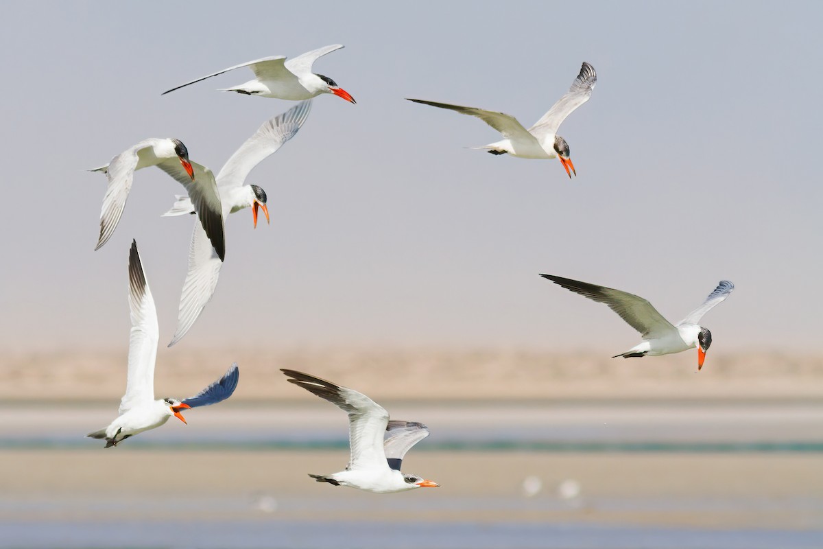 Caspian Tern - Yeray Seminario