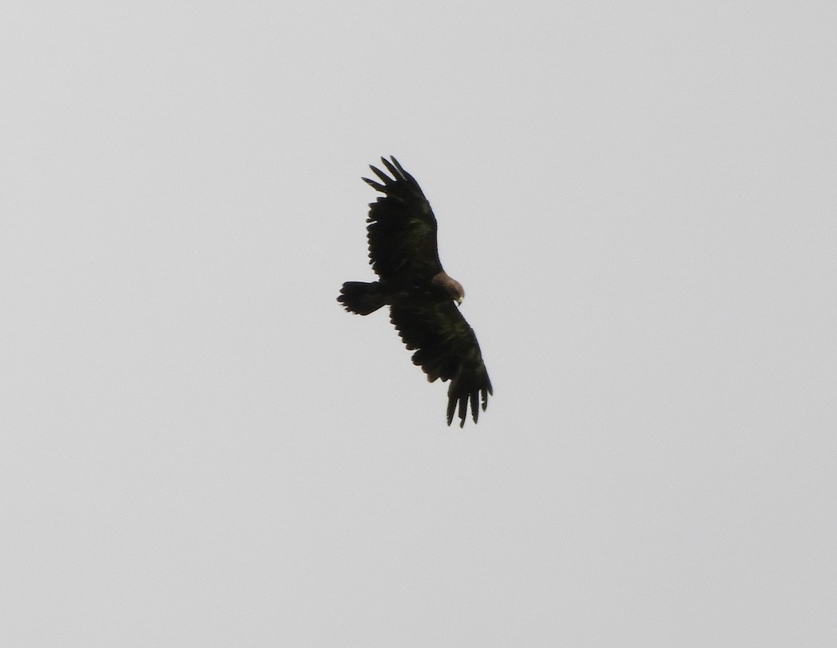 Lesser Spotted Eagle - ML466255831