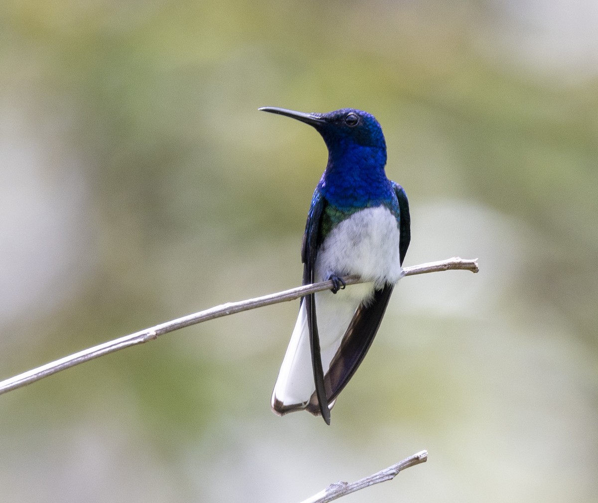 White-necked Jacobin - Marie Lister