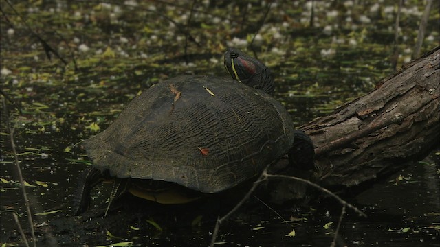 Nordamerikanische Buchstaben-Schmuckschildkröte - ML466256