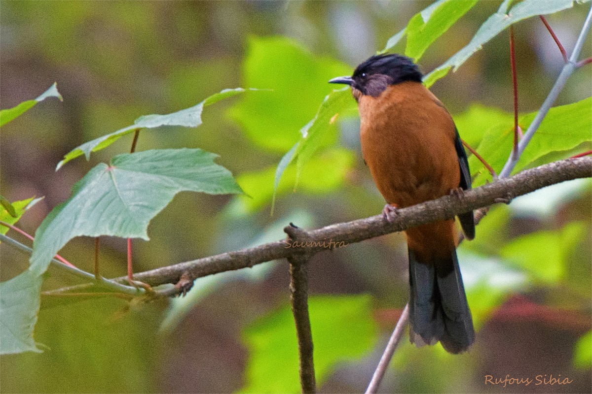 Rufous Sibia - ML466256691