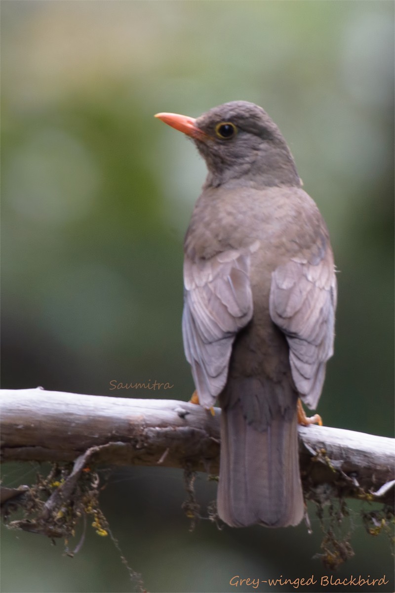 Gray-winged Blackbird - ML466256711