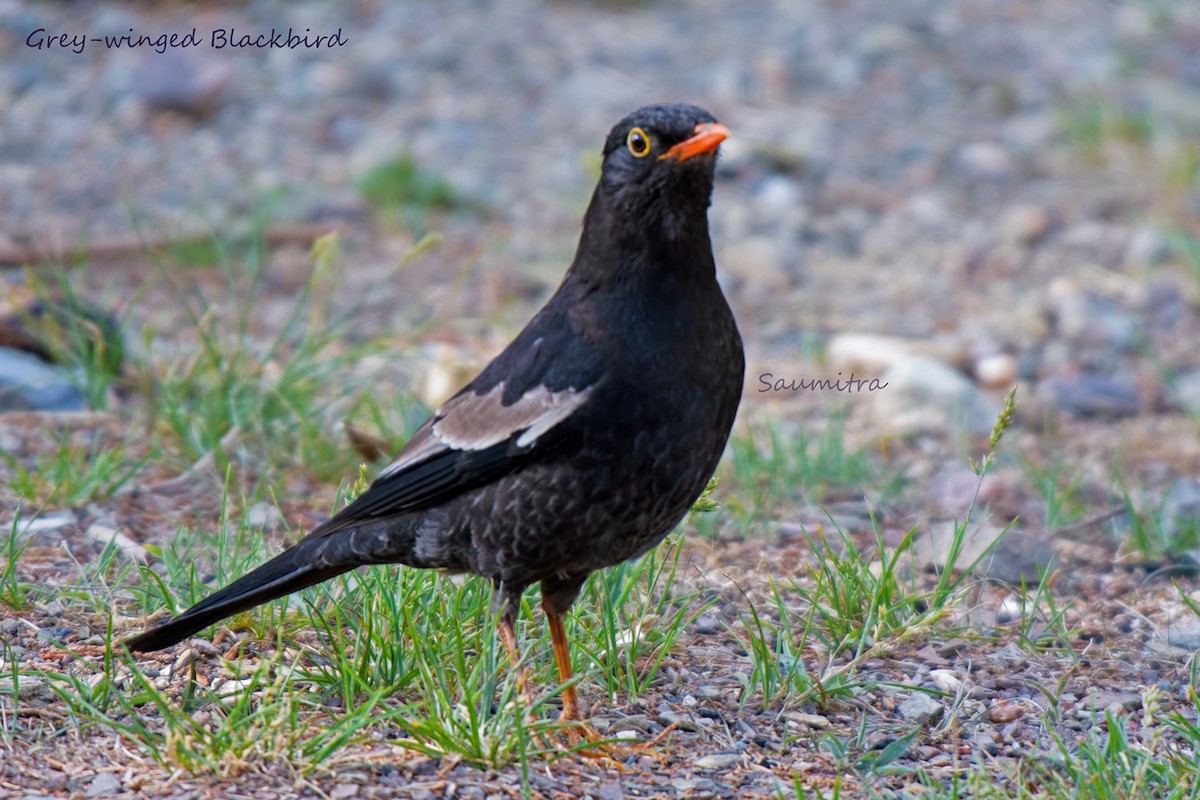 Gray-winged Blackbird - ML466256721