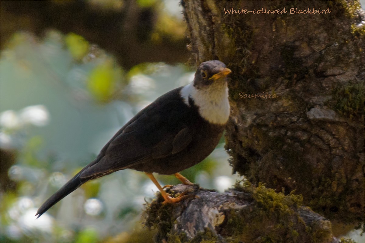 White-collared Blackbird - ML466256731