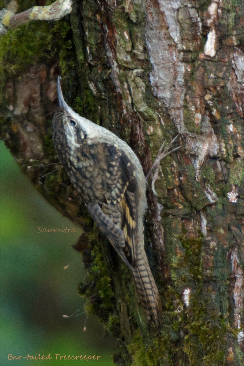 Bar-tailed Treecreeper - Vasant Shembekar