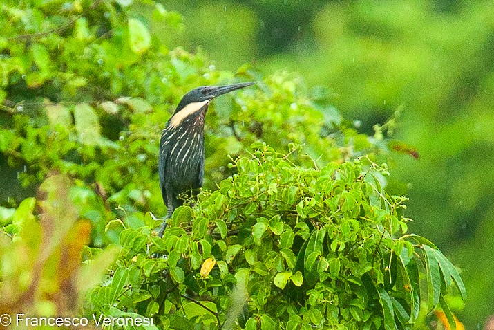 Black Bittern - ML466256961