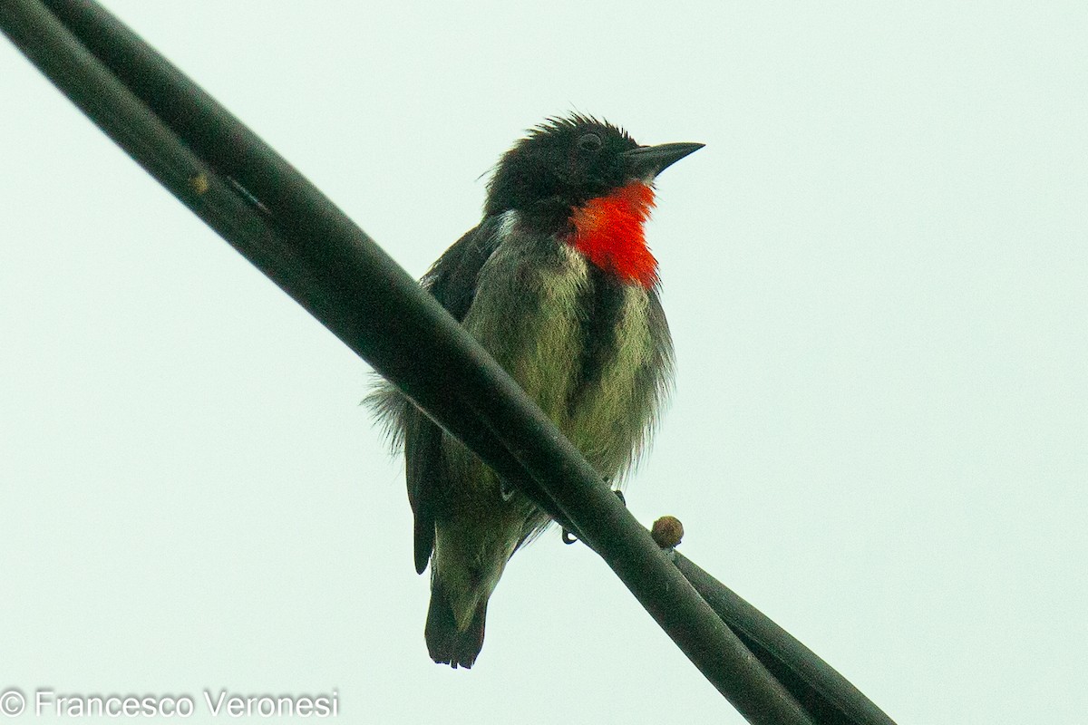 Gray-sided Flowerpecker - ML466256981