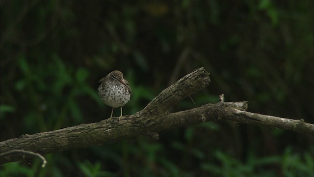 flekksnipe - ML466257