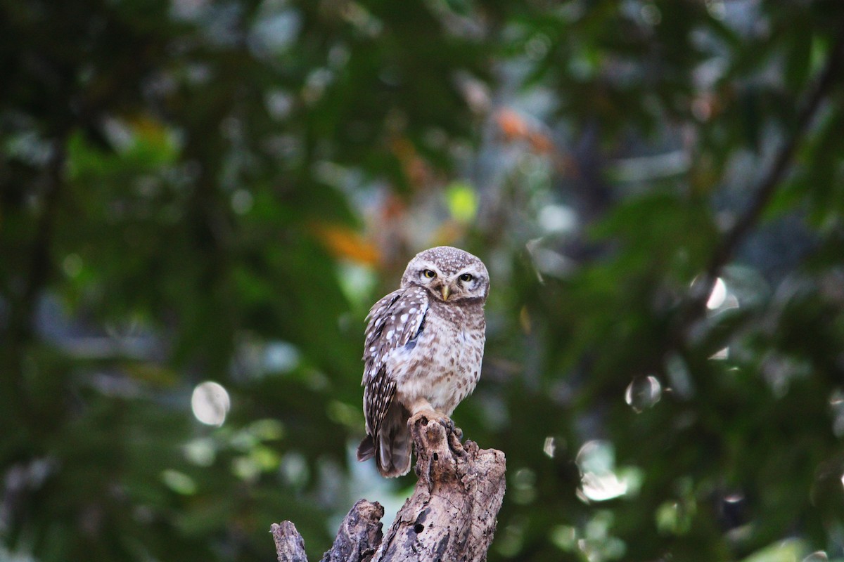 Spotted Owlet - ML466257231