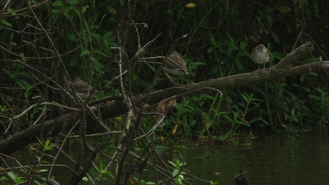 Spotted Sandpiper - ML466258