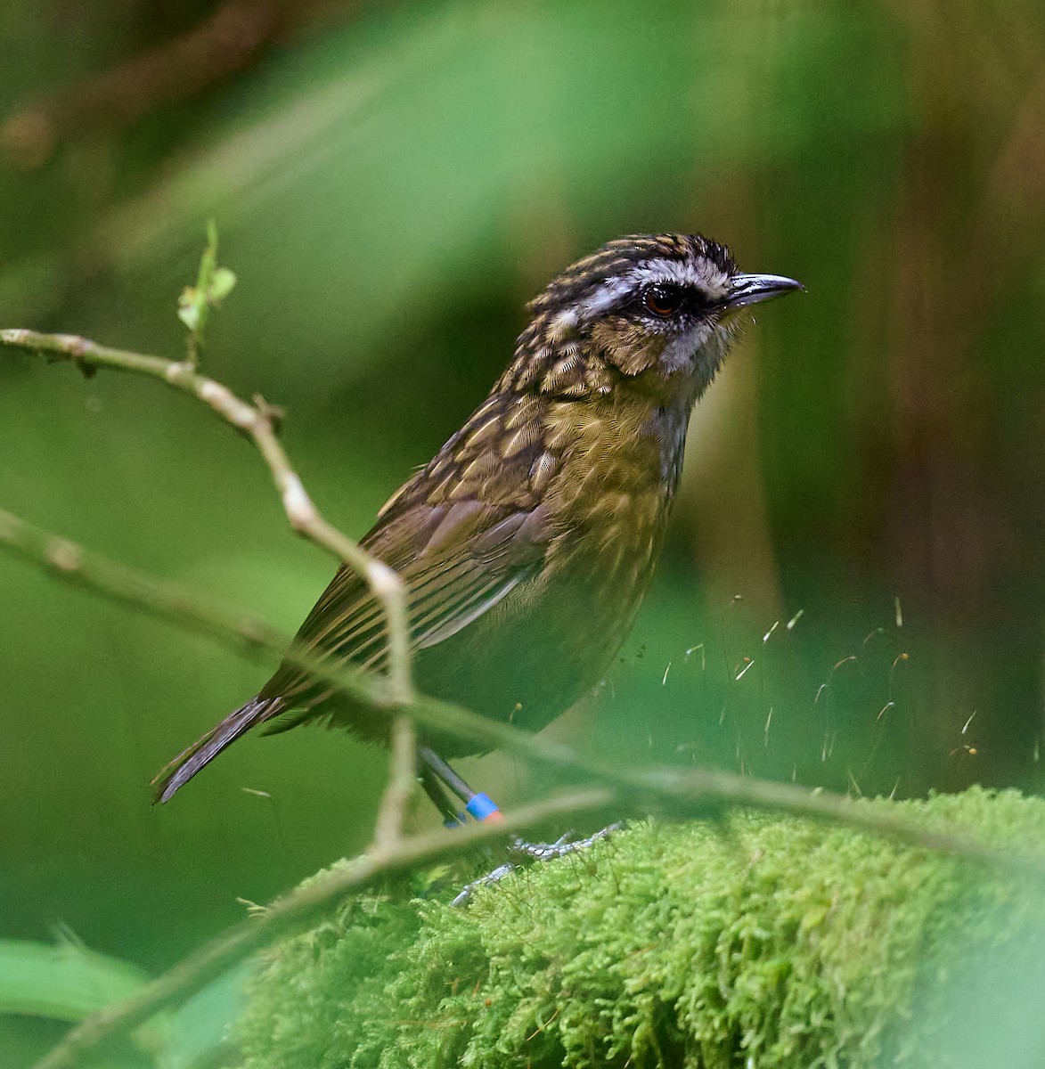 Mountain Wren-Babbler - ML466258791