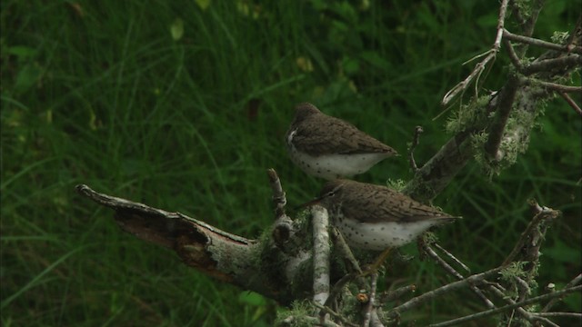 Spotted Sandpiper - ML466259